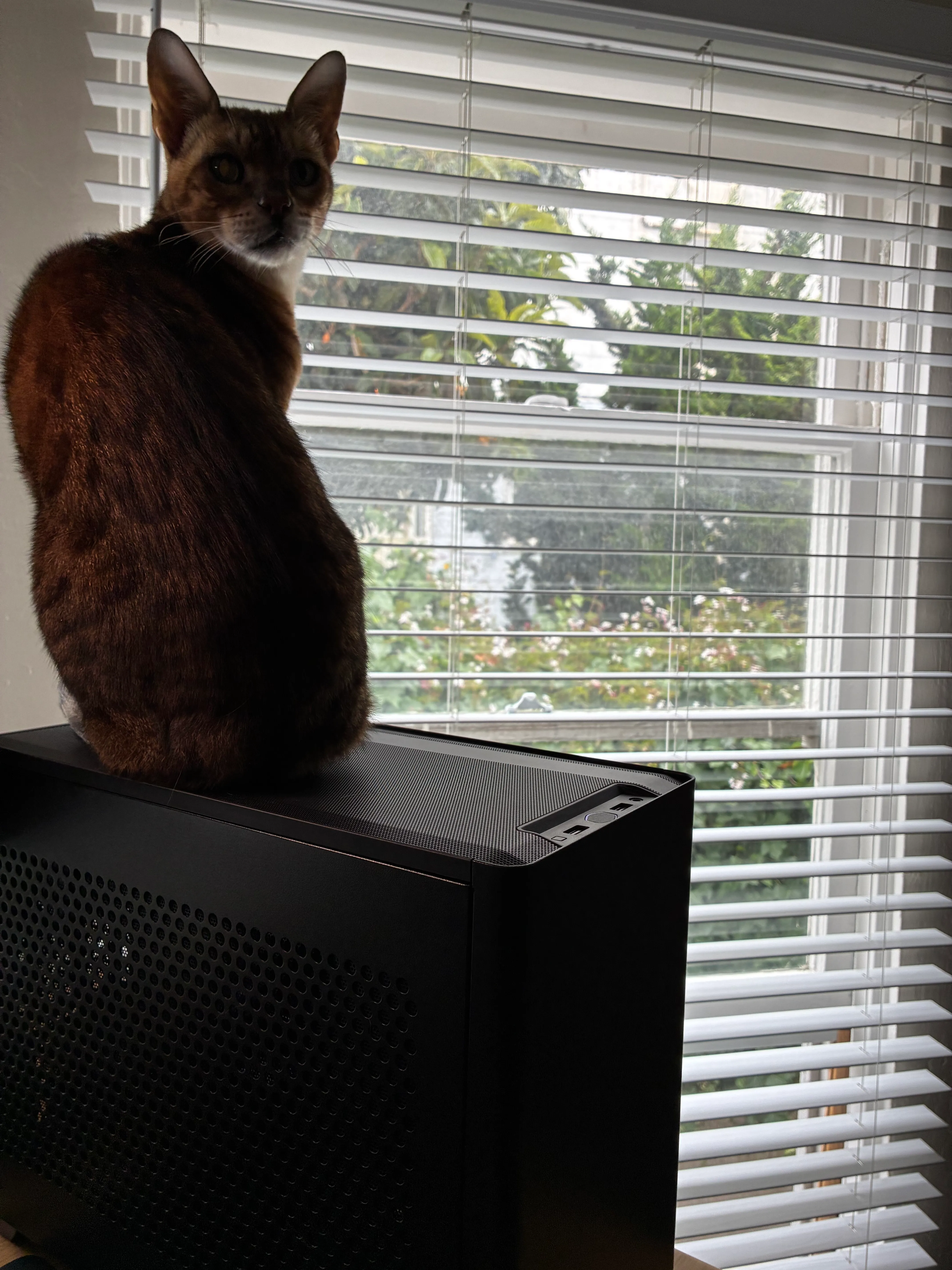 Cat sitting on a PC